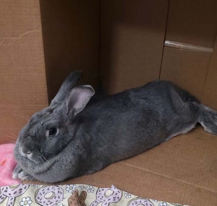 Photo of Maru