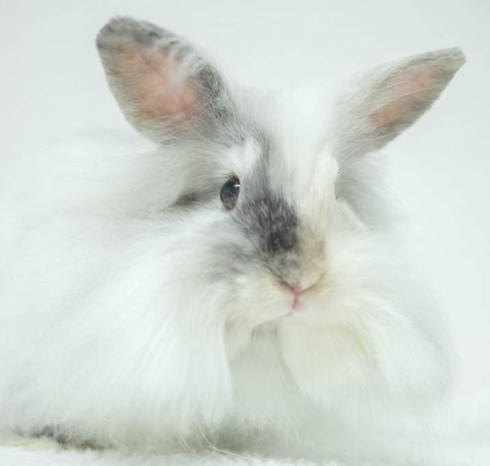 Photo of Chili Bean
