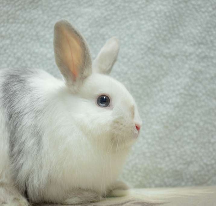 Photo of Tiberius