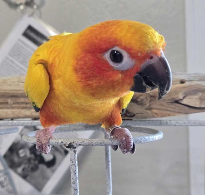 Photo of Peewee