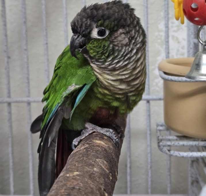 Photo of Kit
