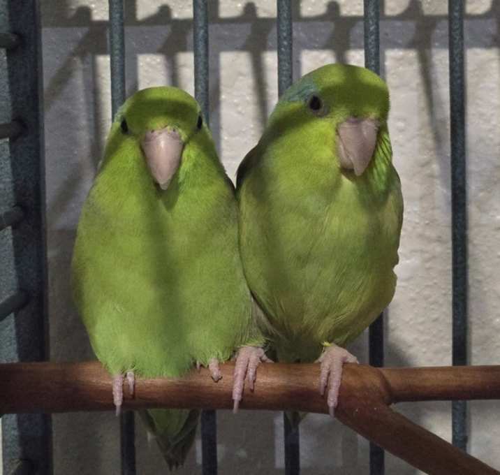 Photo of Tinkerbell