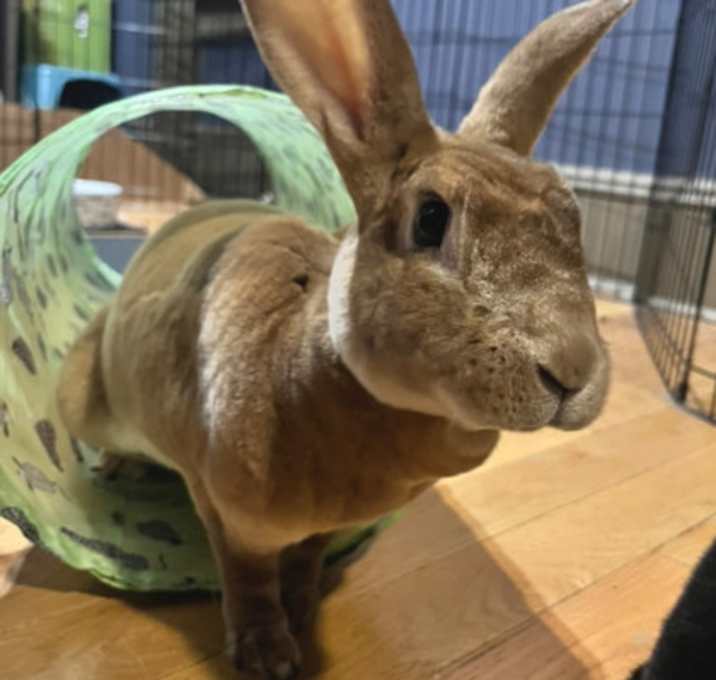Photo of Otis