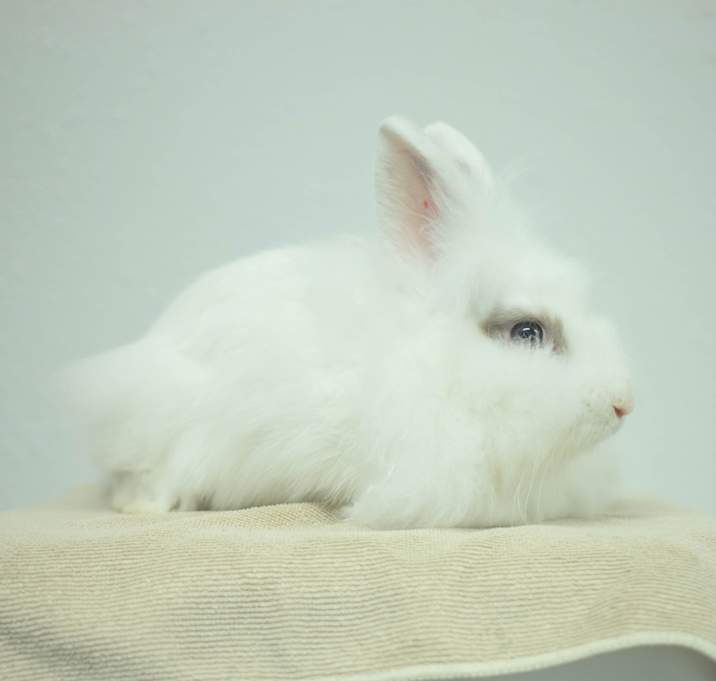 Photo of Nugget