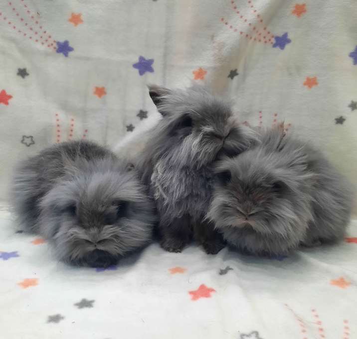 Photo of Lenard & Lancelot & Luis