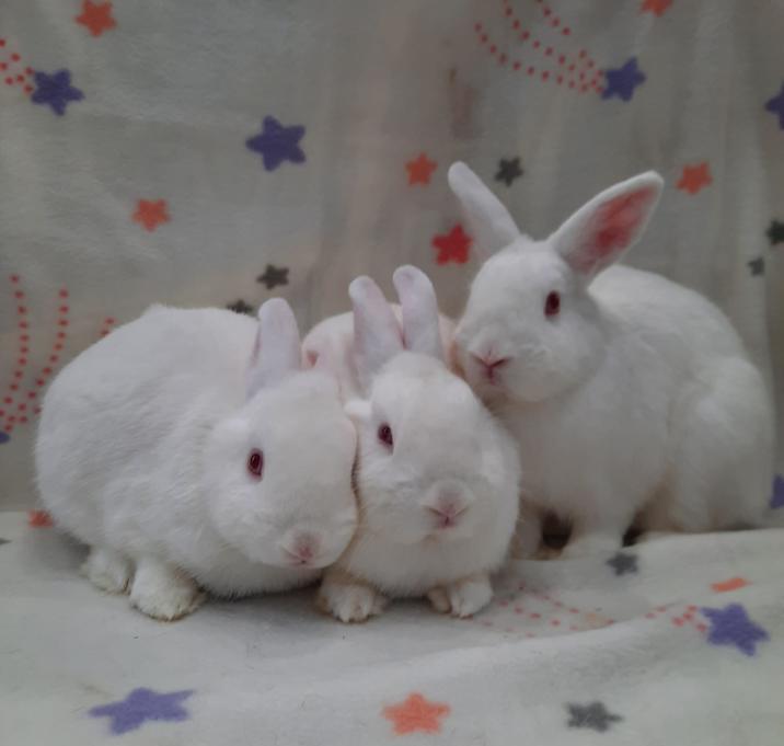 Photo of Pecan & Autumn & Clover
