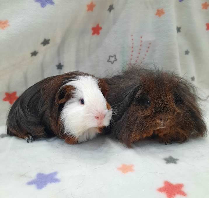 Photo of Finley & Foozy