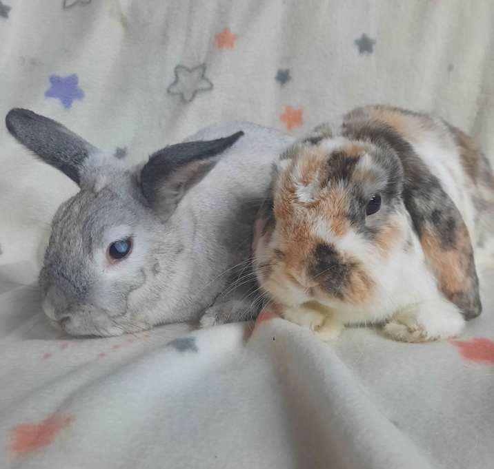 Photo of Delilah & Cooper