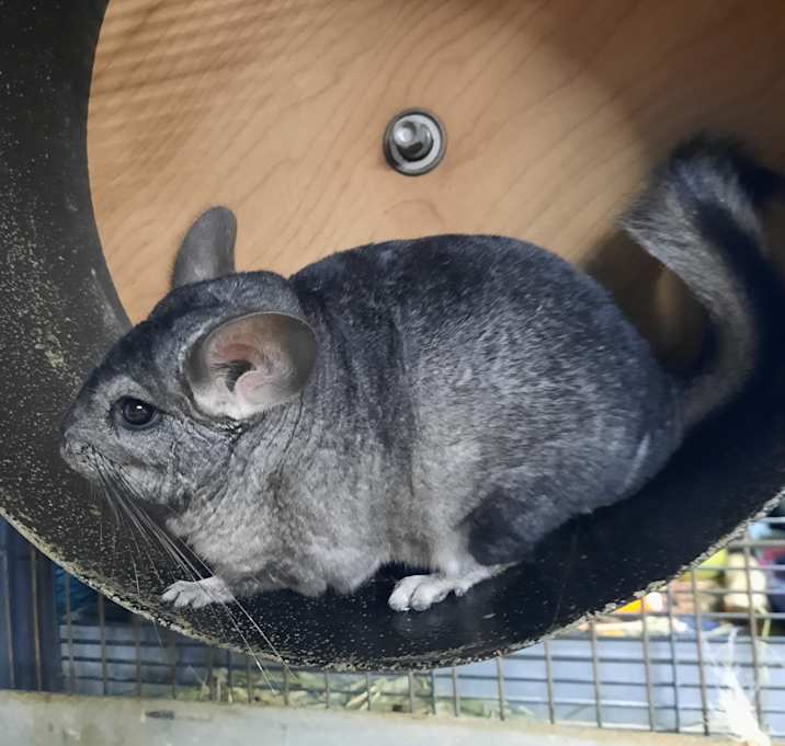 Photo of Spice