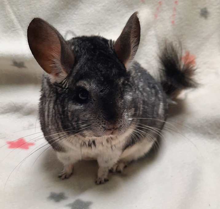 Photo of Rover