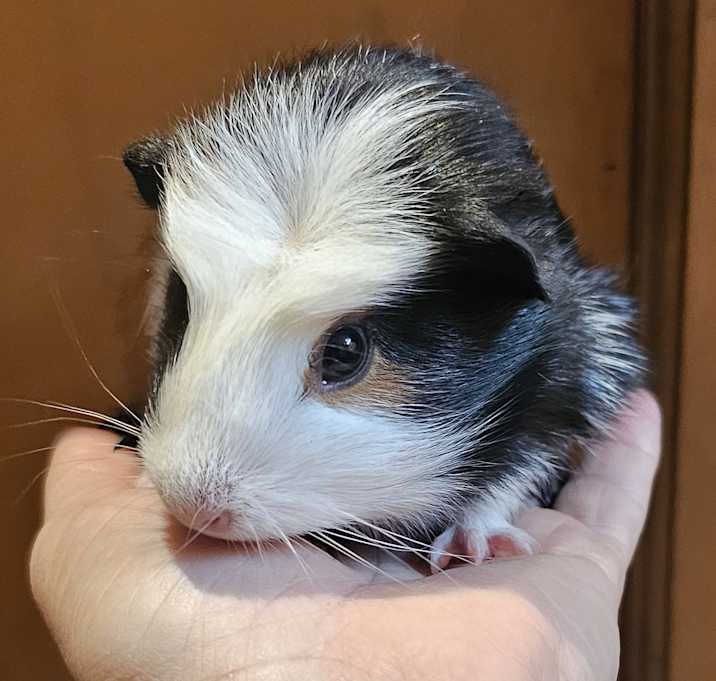 Photo of Chewbacca