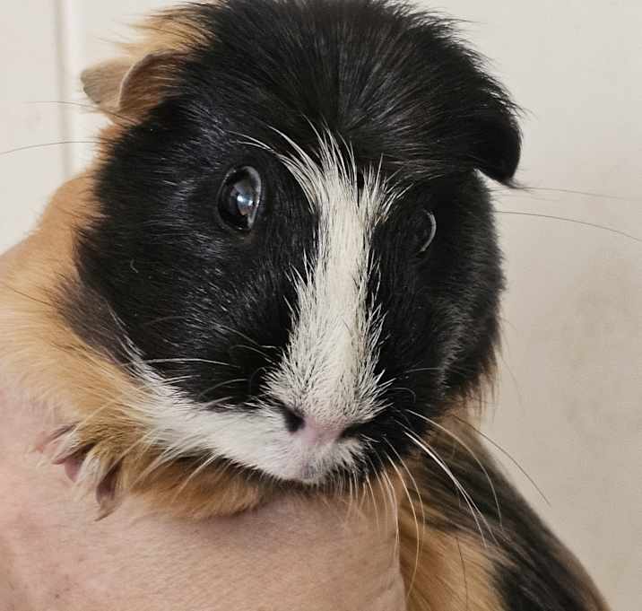 Photo of Leia