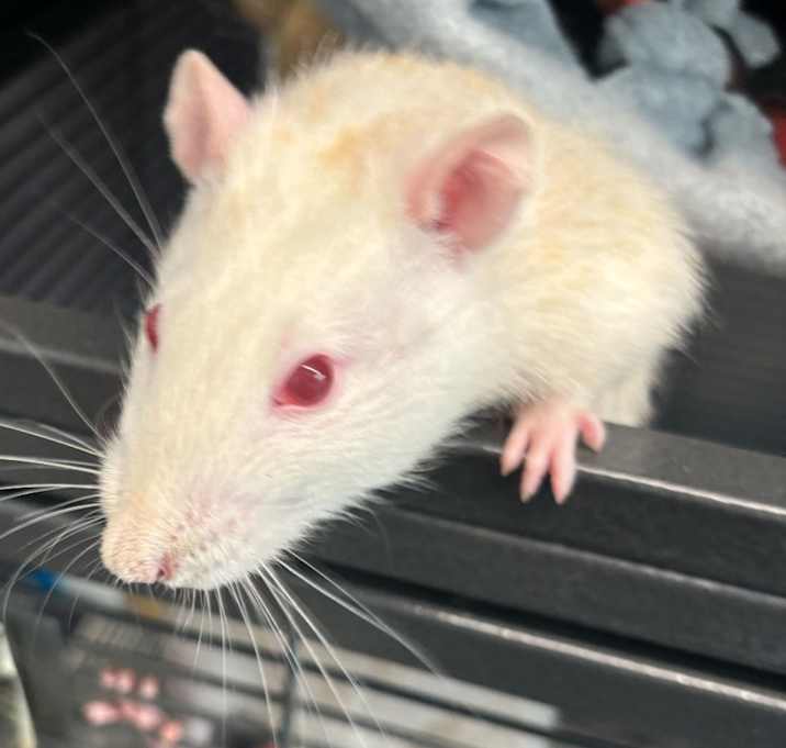 Photo of Tiny