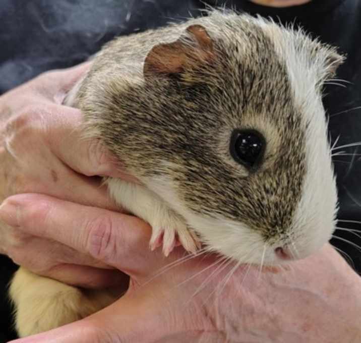 Photo of Hank