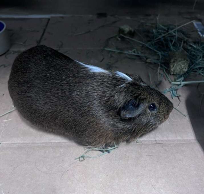 Photo of Wilbur