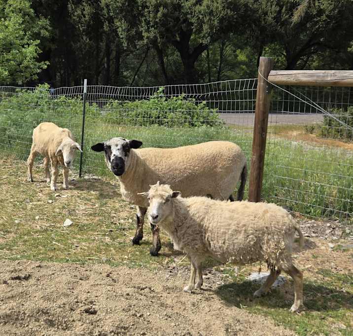 Photo of Three Woolly Souls