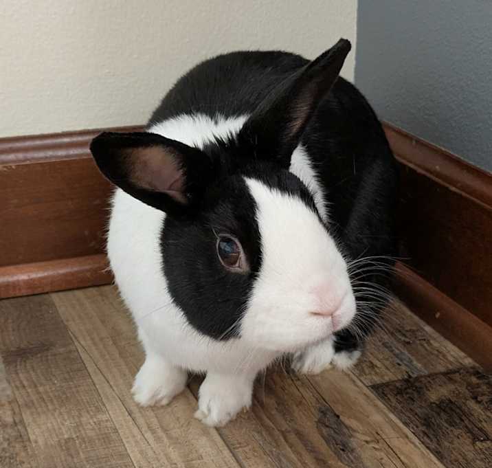 Photo of Oreo