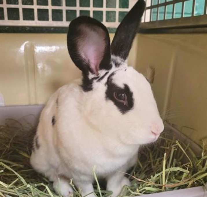 Photo of Rabbit 1
