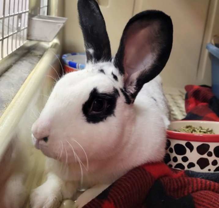 Photo of Rabbit 6