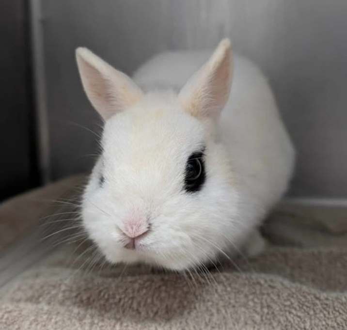 Photo of Cream
