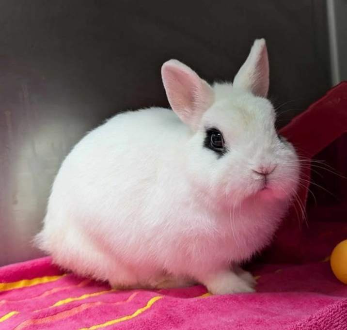 Photo of Cookie