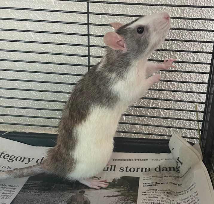 Photo of Patricia (Bonded to Scottie)