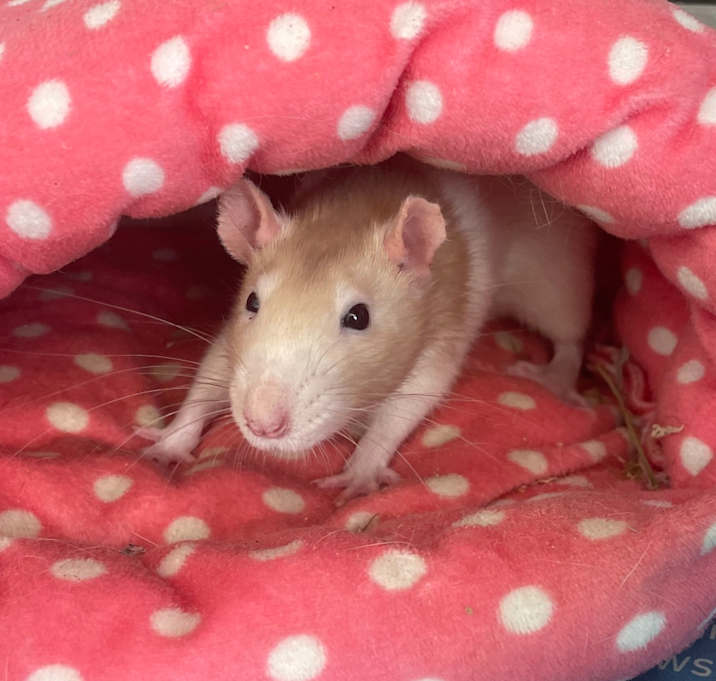 Photo of Scottie (Bonded to Patricia)