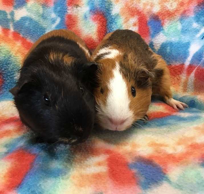 Photo of Nasira( Bonded to Neeka)