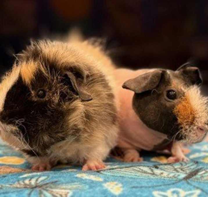 Photo of Tiny & Harry