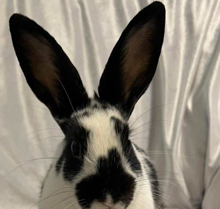 Photo of Willow