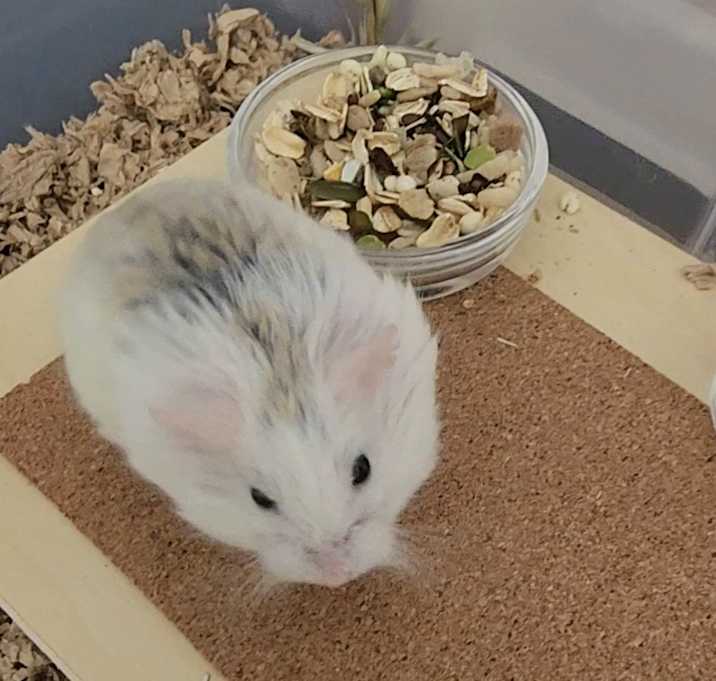 Photo of Sprinter