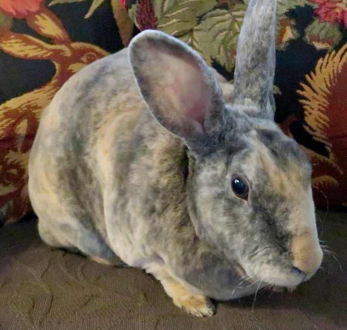 Photo of Thyme
