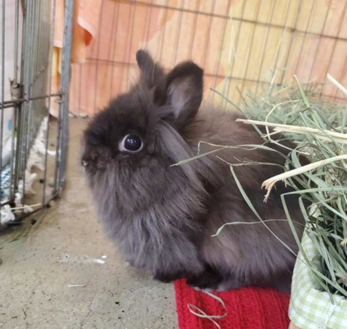 Photo of Pixie