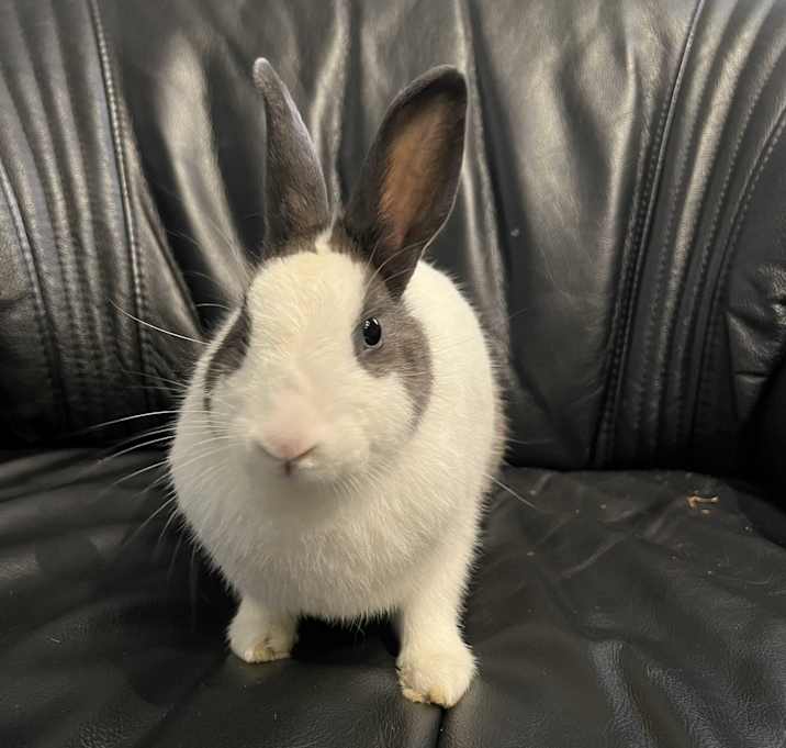 Photo of Sweetpea