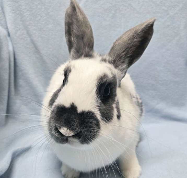 Photo of Prada - Name Your Own Adoption Fee!