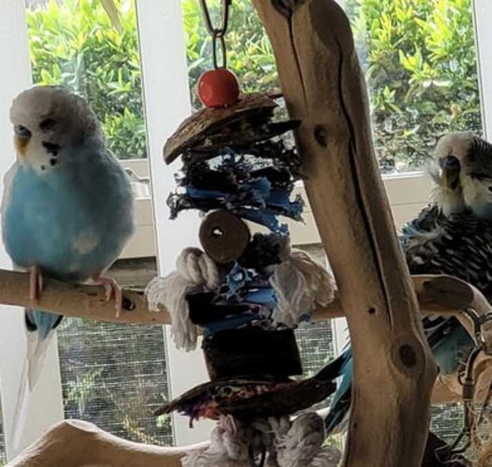 Photo of Turquoise and  Cyan