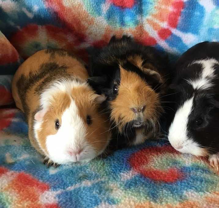 Photo of Fredericka ( Bonded to Checks & Lady Didi)