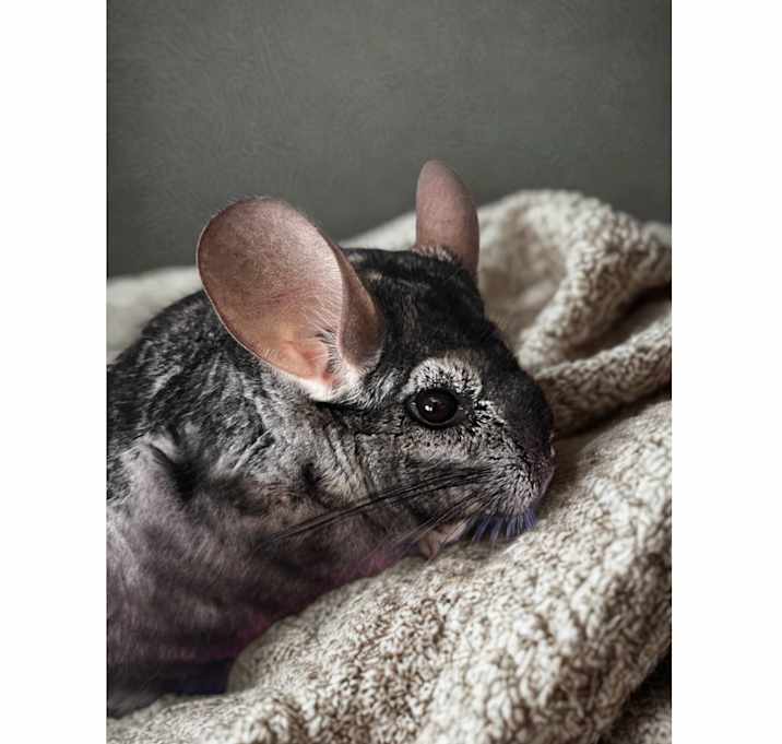 Photo of Tito