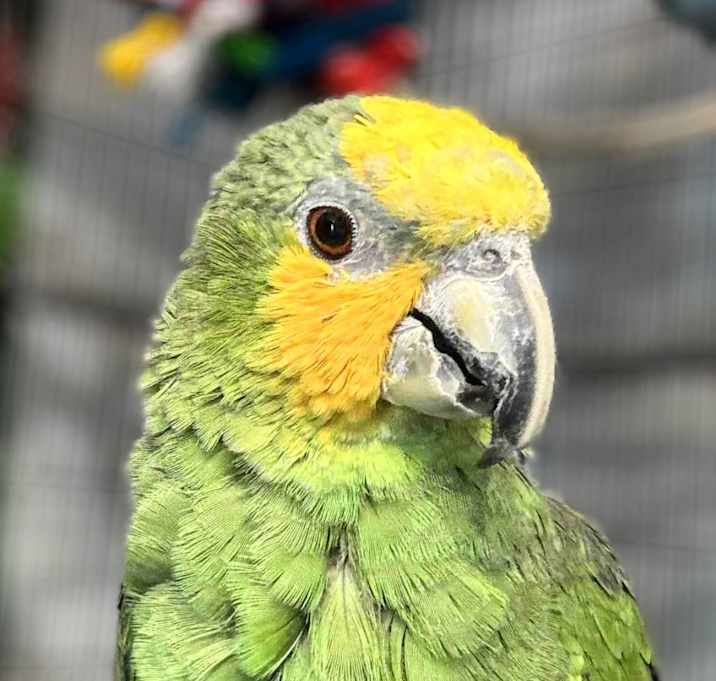Photo of Bandit