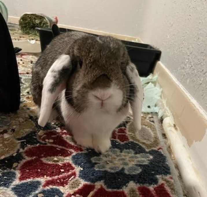 Photo of Lily