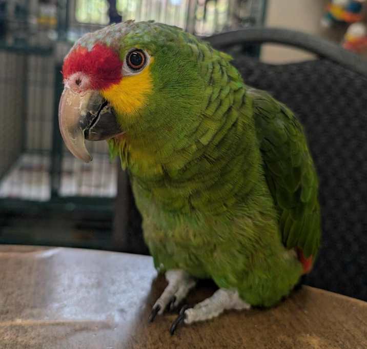 Photo of Bud