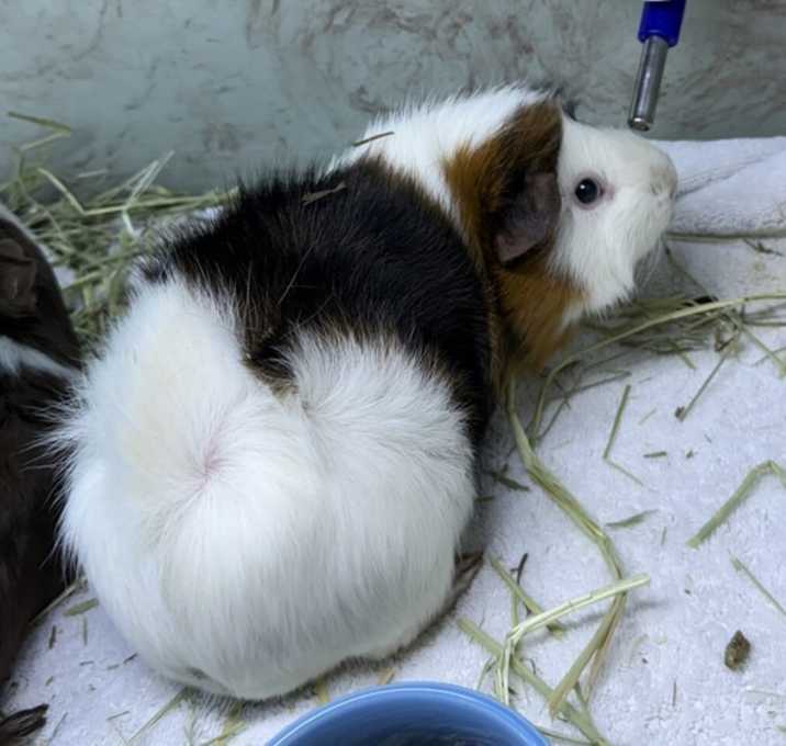 Photo of Twitch