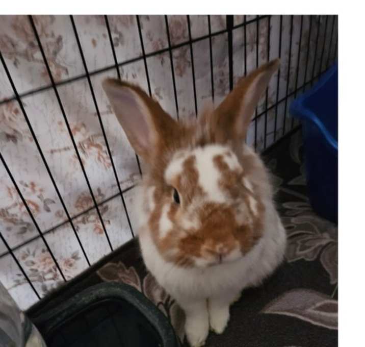 Photo of Mr. Pickles