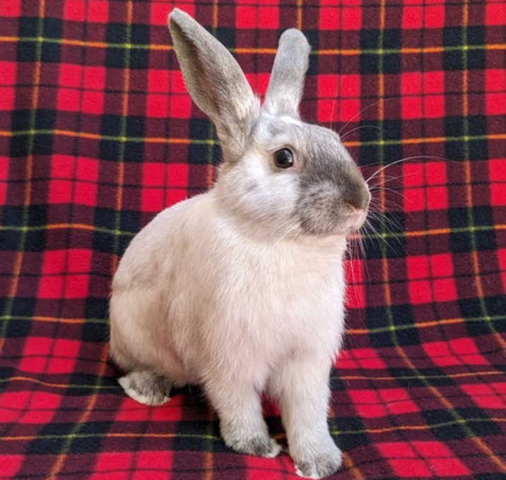 Photo of Achilles
