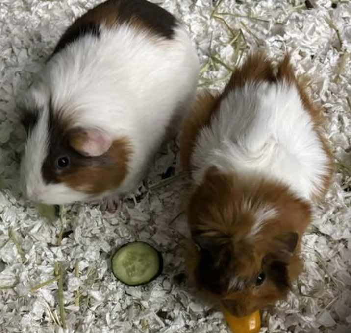 Photo of Apollo & Truffles