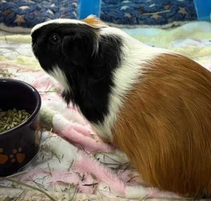 Photo of Joey