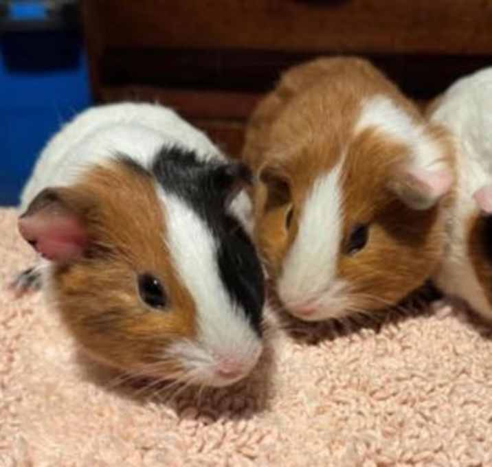 Photo of Hazel, Mia & Evie