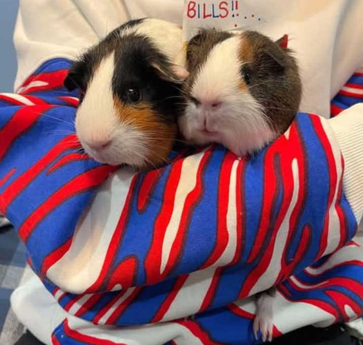 Photo of Ginger & Wasasbi