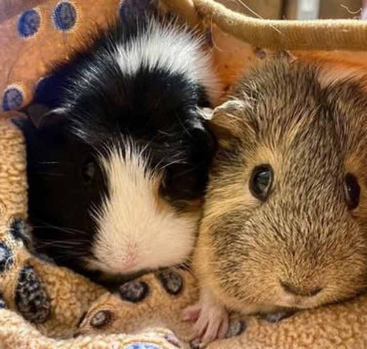 Photo of Cookie & Nugget