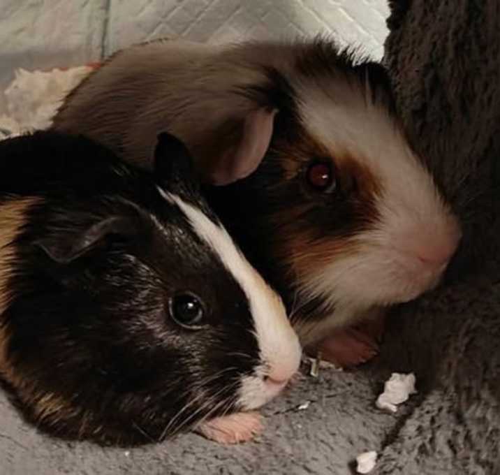 Photo of Cosmo & Bear